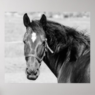 Póster Caballo blanco negro