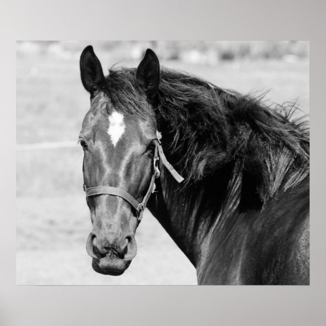 Póster Caballo Blanco Negro (Frente)