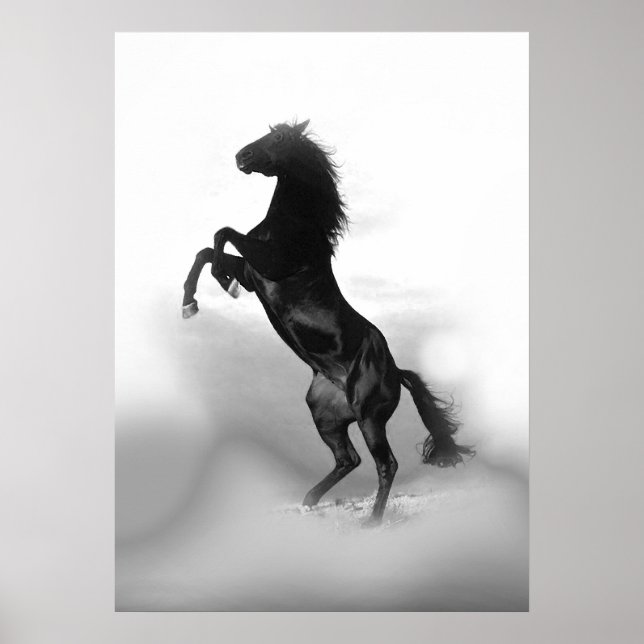 Póster Caballo blanco negro de cría (Frente)