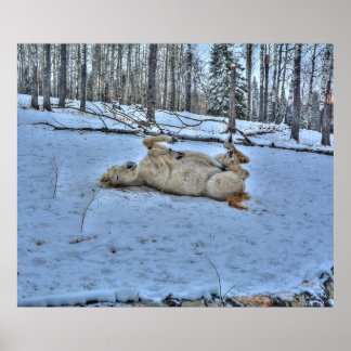 Póster Caballo blanco rodando en foto de nieve en inviern