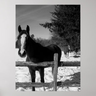 Póster Caballo blanco y negro