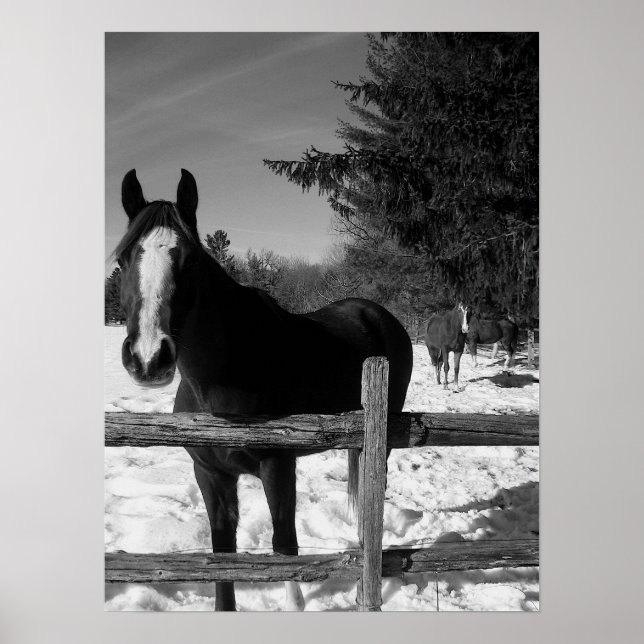 Póster Caballo blanco y negro (Frente)