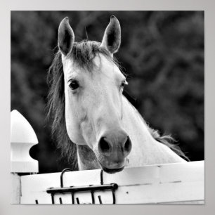 Póster Caballo Blanco y Negro