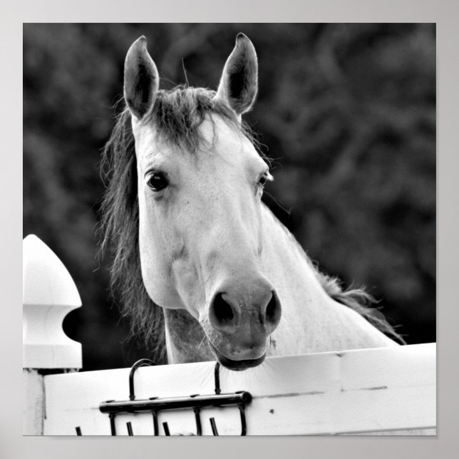 Póster Caballo Blanco y Negro (Frente)