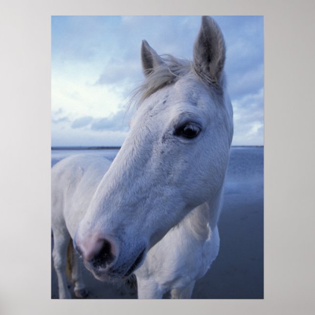 Póster Caballo Camargue (Frente)