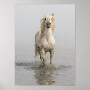 Póster Caballo Camargue corriendo en el agua
