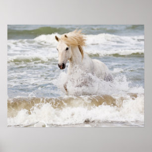 Póster Caballo Camargue en el oleaje