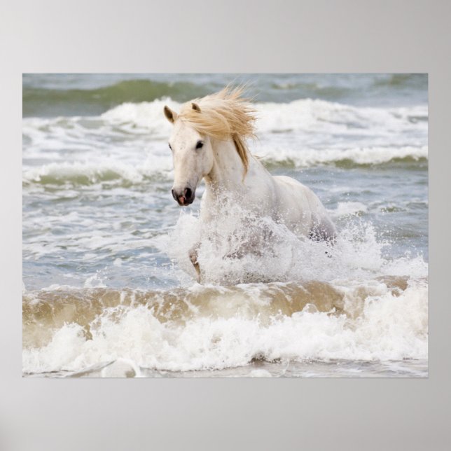 Póster Caballo Camargue en el oleaje (Frente)