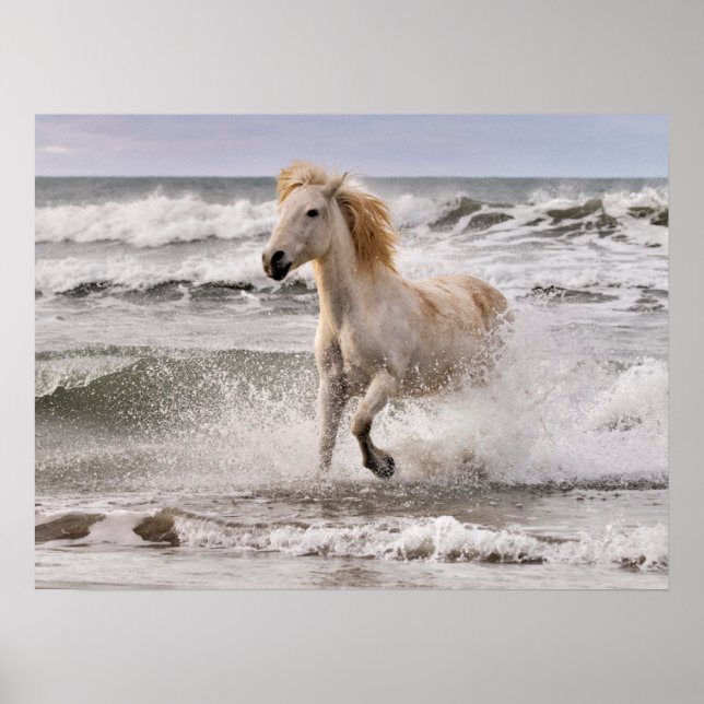 Póster Caballo Camargue saliendo del oleaje (Frente)