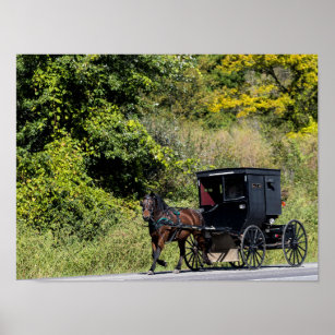 Póster Caballo con buggy en el país Amish