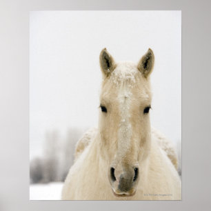 Póster Caballo con nieve en la cabeza