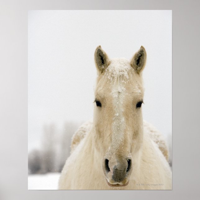 Póster Caballo con nieve en la cabeza (Frente)