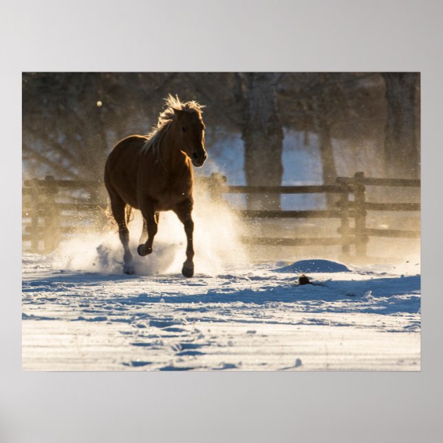 Póster Caballo corriendo a través de la nieve (Frente)