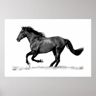 Póster Caballo Corriendo Negro Blanco