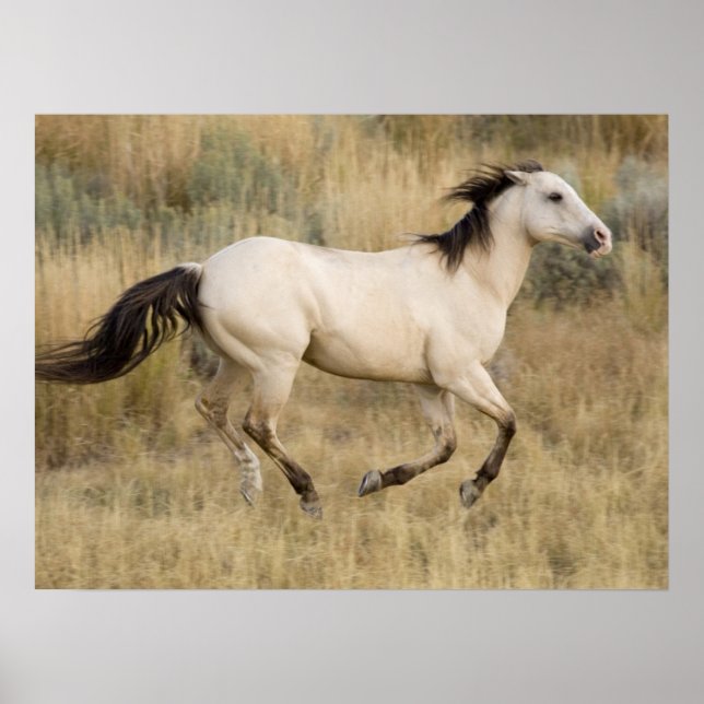 Póster Caballo corriendo por la pradera (Frente)