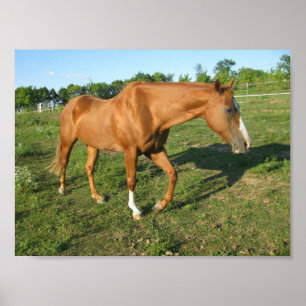 Póster Caballo cuarto Gelding