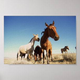 Póster Caballo curioso