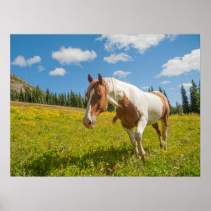 Póster Caballo curioso en un prado alpino en verano