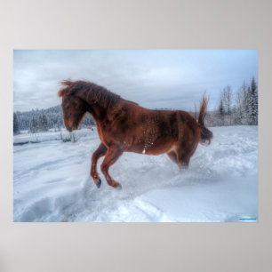Póster Caballo de acedera criándose en nieve de invierno