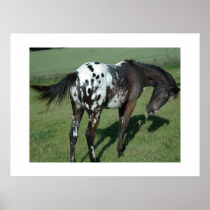 Póster Caballo de Appaloosa