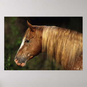 Póster Caballo de Appaloosa