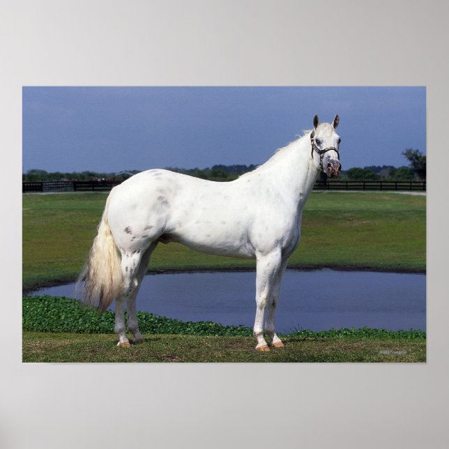 Póster Caballo de Appaloosa (Frente)