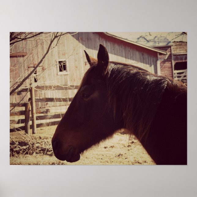 Póster Caballo de Bahía (Frente)