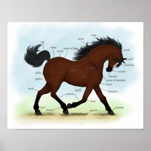 Póster Caballo de Bahía con Poster de anatomía de equin