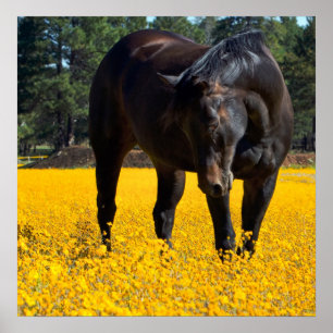 Póster Caballo de Bahía en un campo de flores amarillas