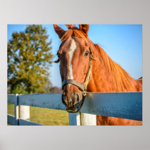 Póster Caballo de carreras pura sangre Twilight Rose