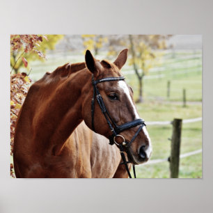 Póster Caballo de castaño, con brillo en pastelería cerca