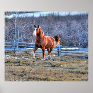 Póster Caballo de castaño trotando una foto en la colina
