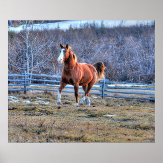 Póster Caballo de castaño trotando una foto en la colina