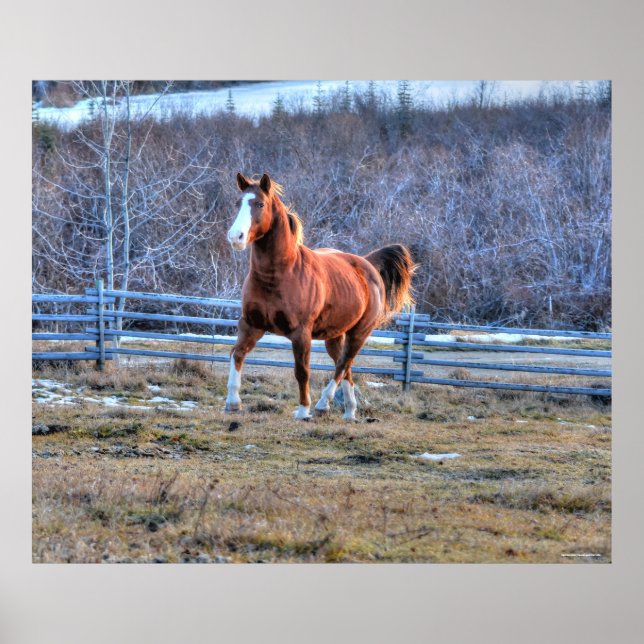 Póster Caballo de castaño trotando una foto en la colina (Frente)