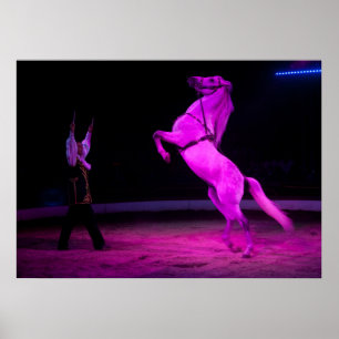 Póster Caballo de Circo Blanco