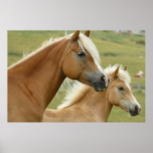 Póster Caballo de Haflinger