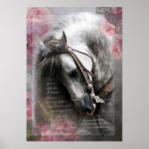Póster Caballo de Lusitano - Poster