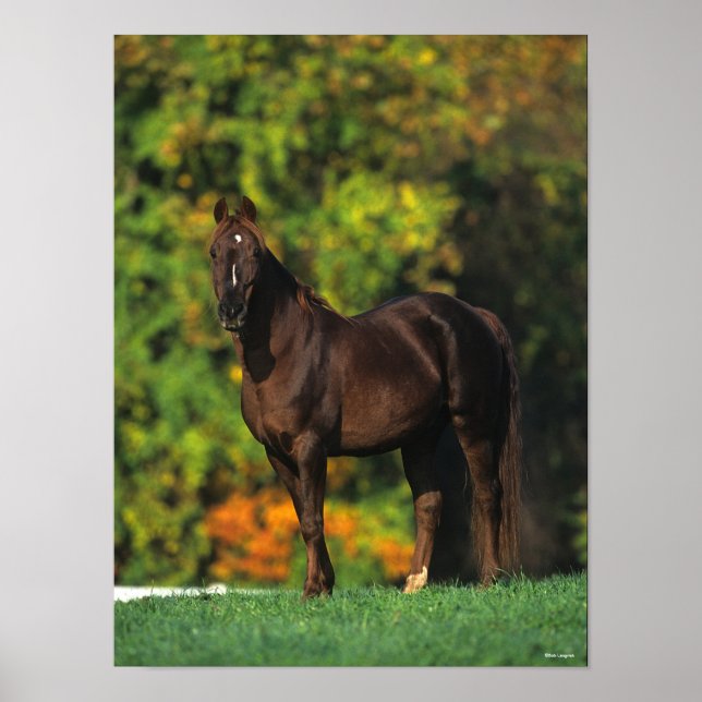 Póster Caballo de Montaña Rocky Bob Langrish de otoño (Frente)