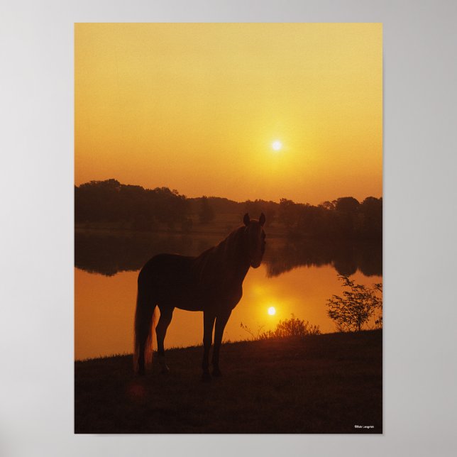 Póster Caballo de Montaña Rocosa de pie al atardecer (Frente)