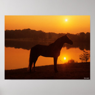 Póster Caballo De Montaña Rocosa De Pie De Atardecer