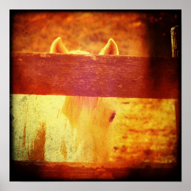 Póster Caballo de Peeking (Frente)