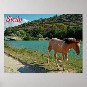 Póster Caballo de Sicilia
