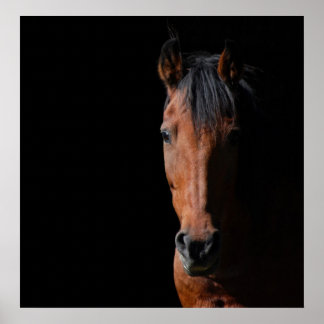 Póster Caballo de Sombra