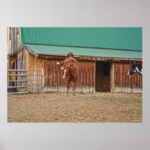 Póster Caballo de Sorrel espirituoso balanceado por un gr