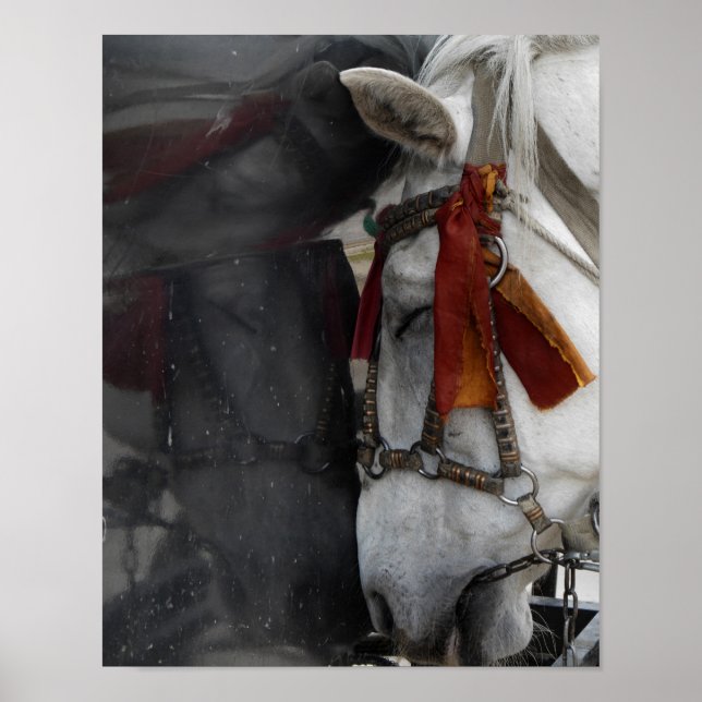 Póster Caballo de transporte y su reflexión (Frente)