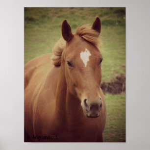 Póster Caballo del alazán