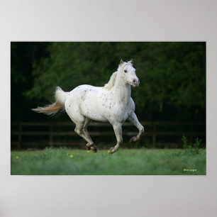 Póster Caballo del Appaloosa que corre 1