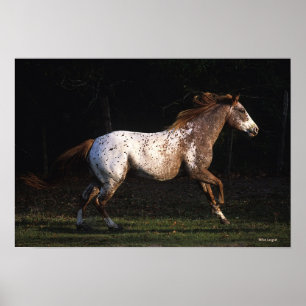 Póster Caballo del Appaloosa que corre 4