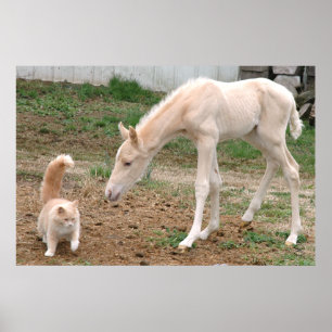 Póster Caballo del bebé del Palomino y gato del granero
