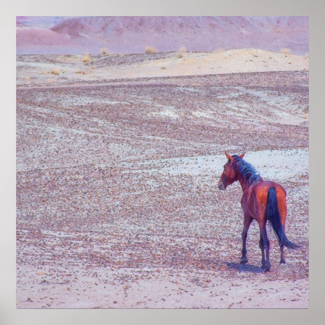 Póster Caballo del desierto P8640 (Frente)